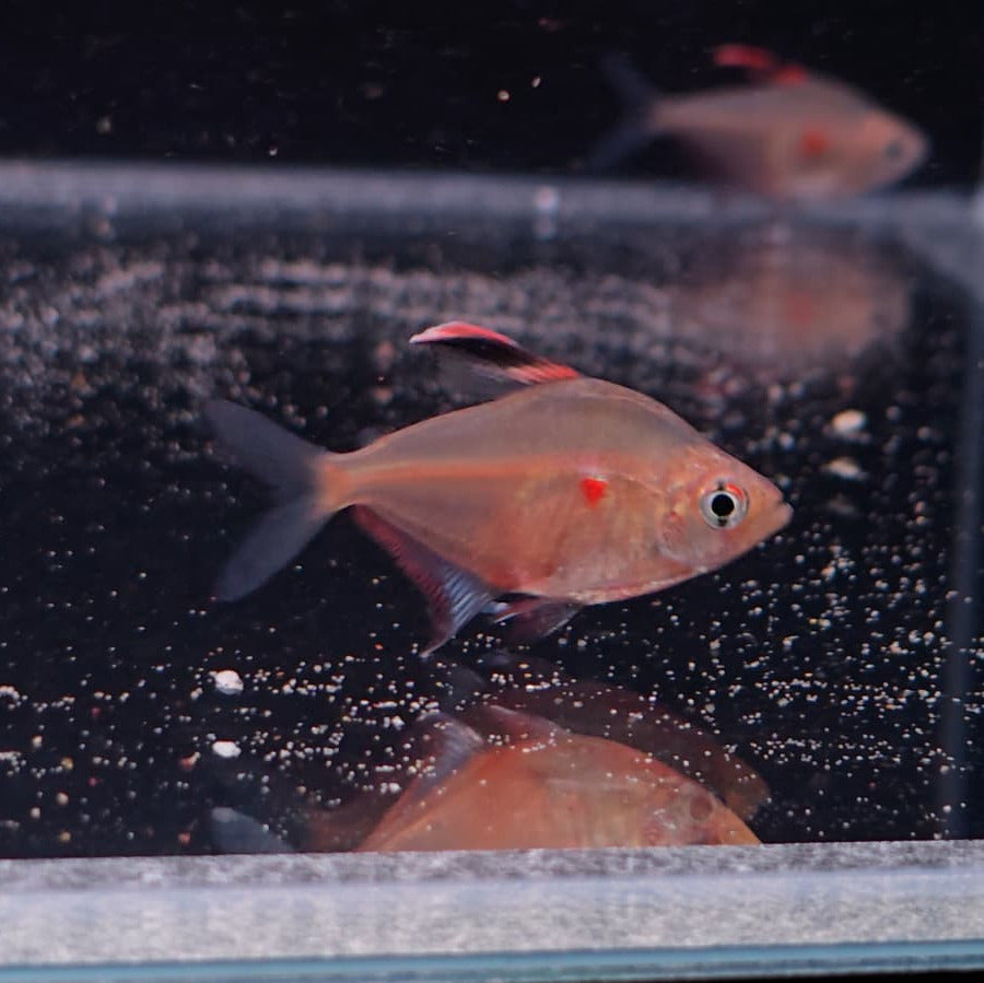 Hyphessobrycon erythrostigma md