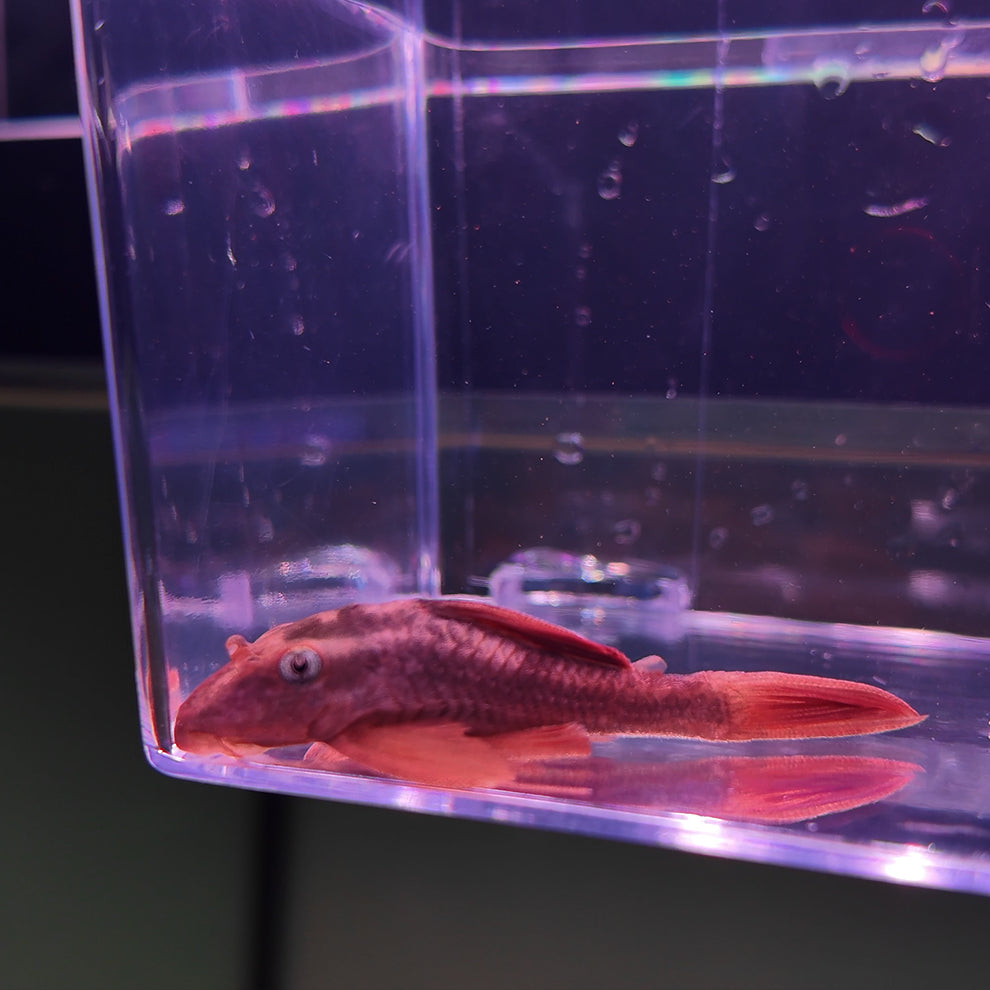 Hypostomus soniae L137 6-9 cm – Hudson Crizanto