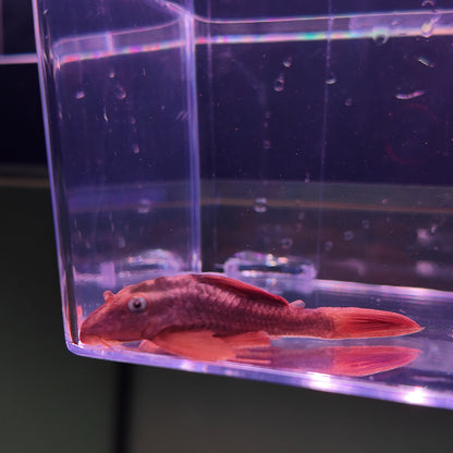 Hypostomus soniae L137 6-9 cm – Hudson Crizanto