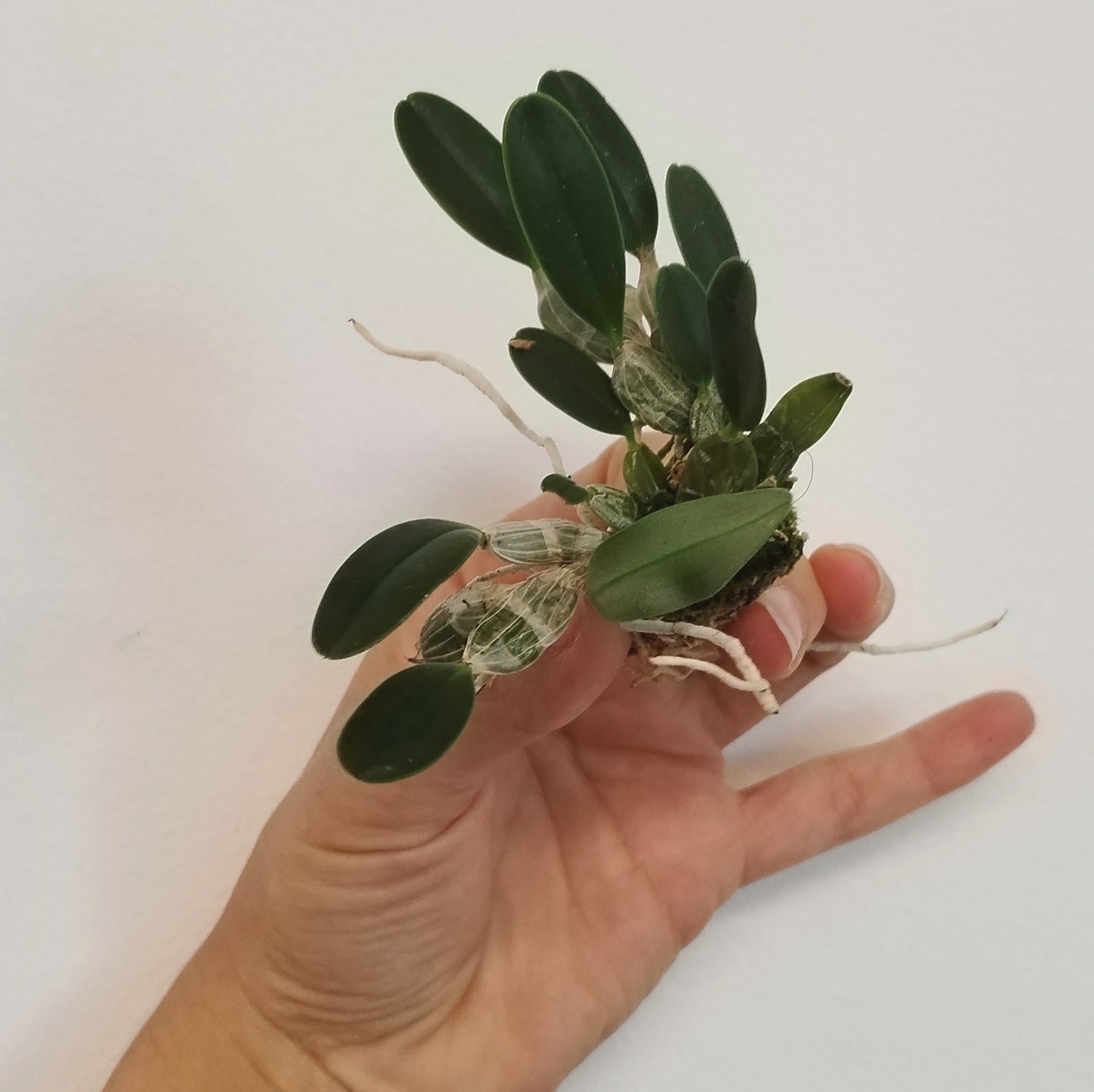 Dendrobium jenkinsii | terrarium