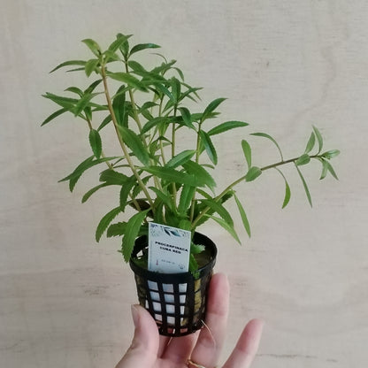 Proserpinaca Palustris Red | plantas para acuario