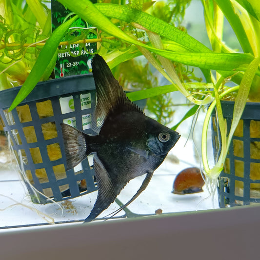 Escalar negro Velvet 3-4cm | peces agua dulce