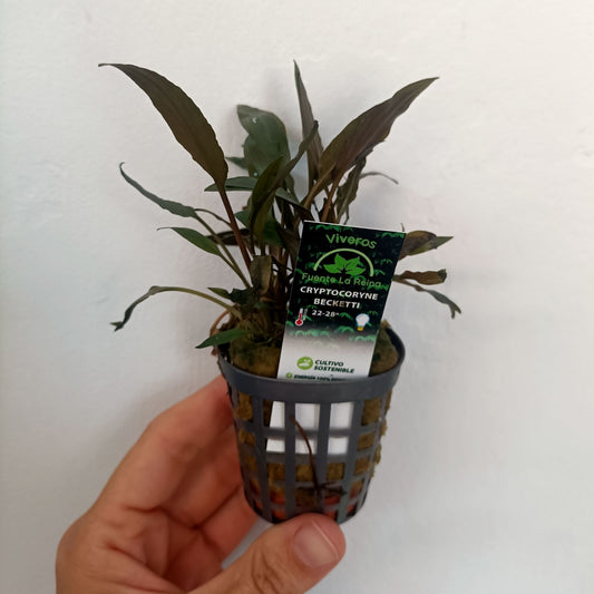 Cryptocoryne becketii | planta para acuario