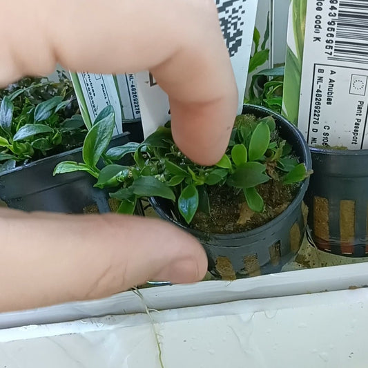 Anubias Pangolino