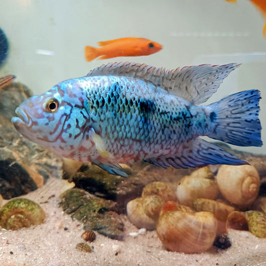 Blue Dempsey talla XL | peces agua dulce