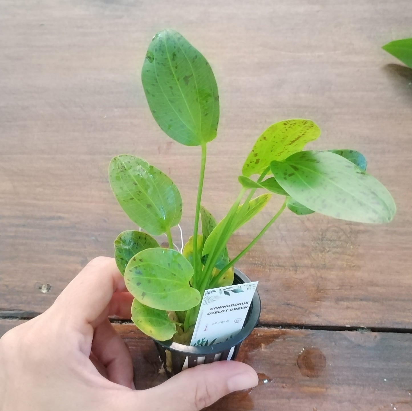 Echinodorus Ozelot Green | plantas para acuario