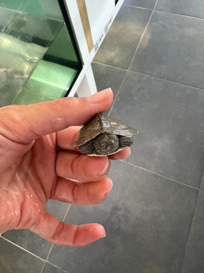 Graptemys ouachitensis talla 2,5-3cm - tortuga acuática