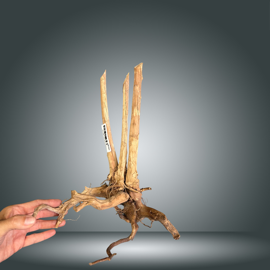 Spikeroot 20-30cm | 08OC 004