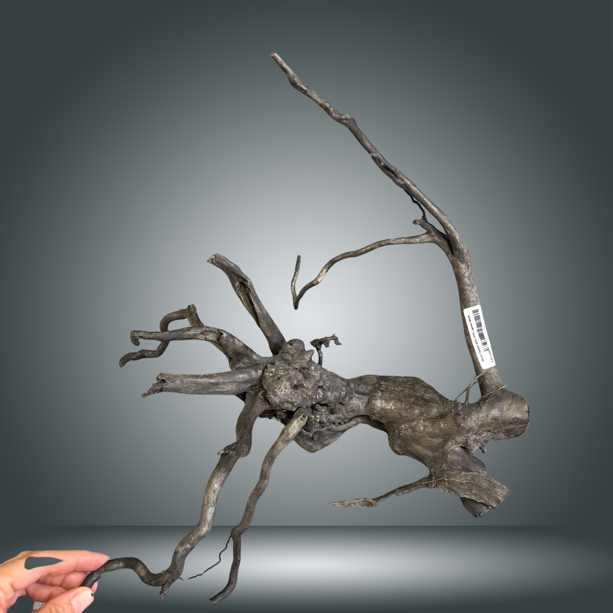 Black Spider 8OC-009 | aprox 50cm