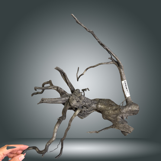 Black Spider 8OC-009 | aprox 50cm