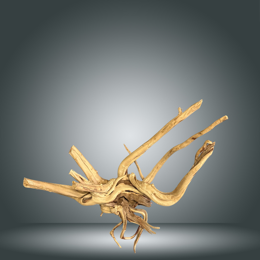 Spider Gold 15 OCT - 001 talla entre 40-60cm