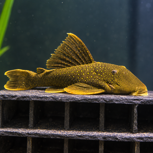 Baryancistrus demantoides L200 talla 18-20cm