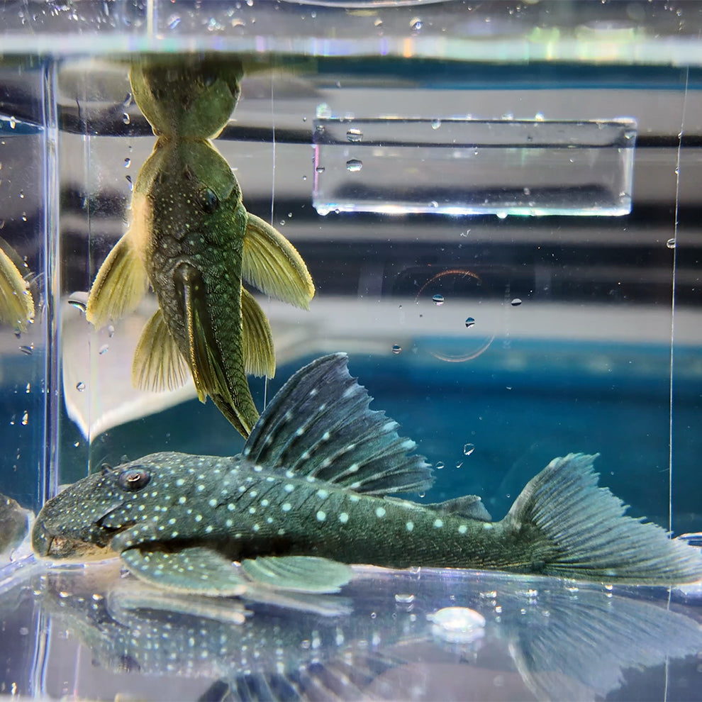 Hemiancistrus subviridis Pleco punto diamante L128