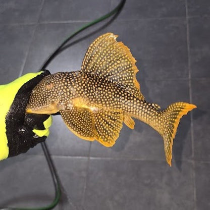 L14 scobiancistrus aureatus talla 26-29cm Hudson Crizanto Ejemplar 1
