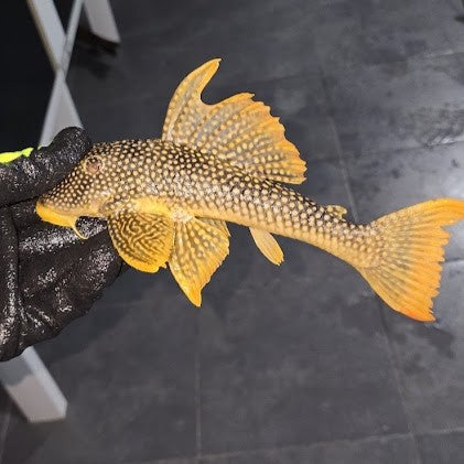 L14 scobiancistrus aureatus talla 26-29cm Hudson Crizanto Ejemplar 3