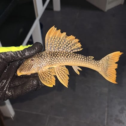 L14 scobiancistrus aureatus talla 18-23 cm Hudson Crizanto Ejemplar 1