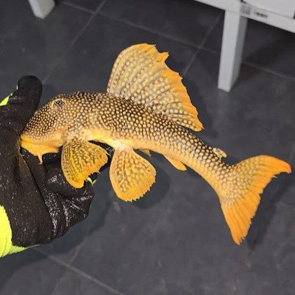 L14 scobiancistrus aureatus talla 26-29cm Hudson Crizanto Ejemplar 2