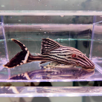 Panaque nigrolineatus L190 10-12cm