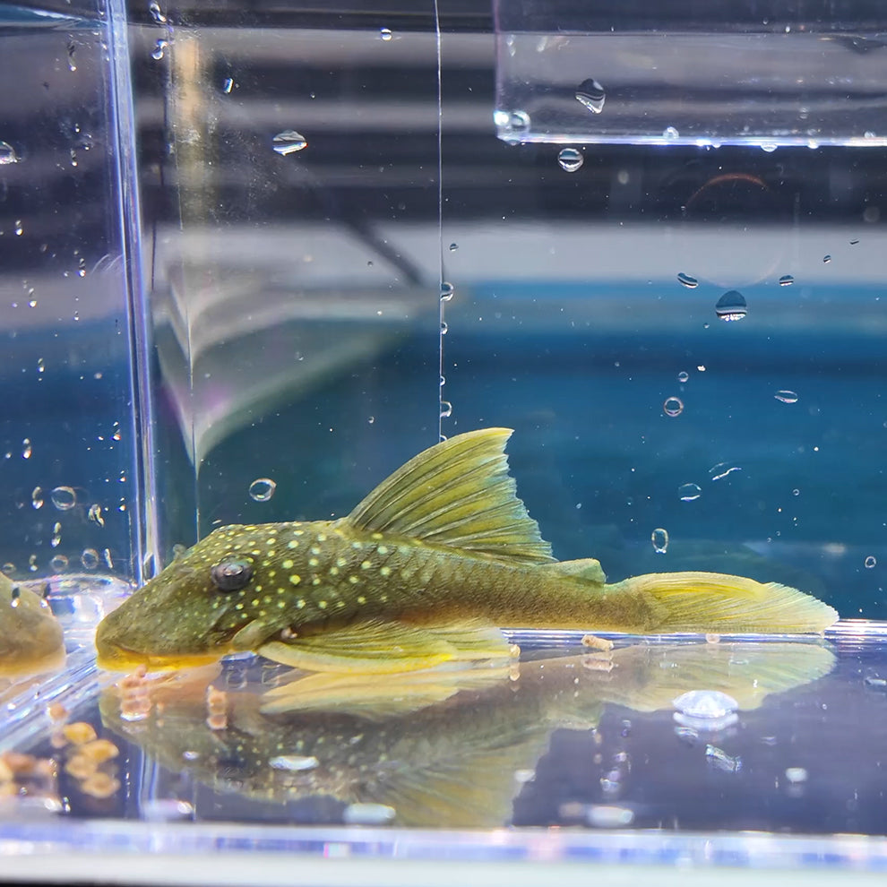 Baryancistrus demantoides L200 5-6cm