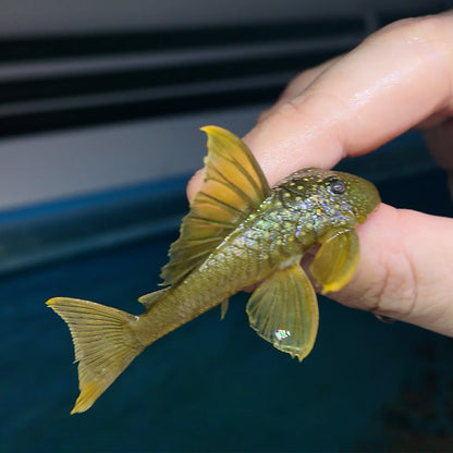 Baryancistrus demantoides L200A talla 8-10cm