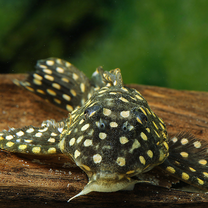 Hypancistrus contradens L201 talla 4-6cm