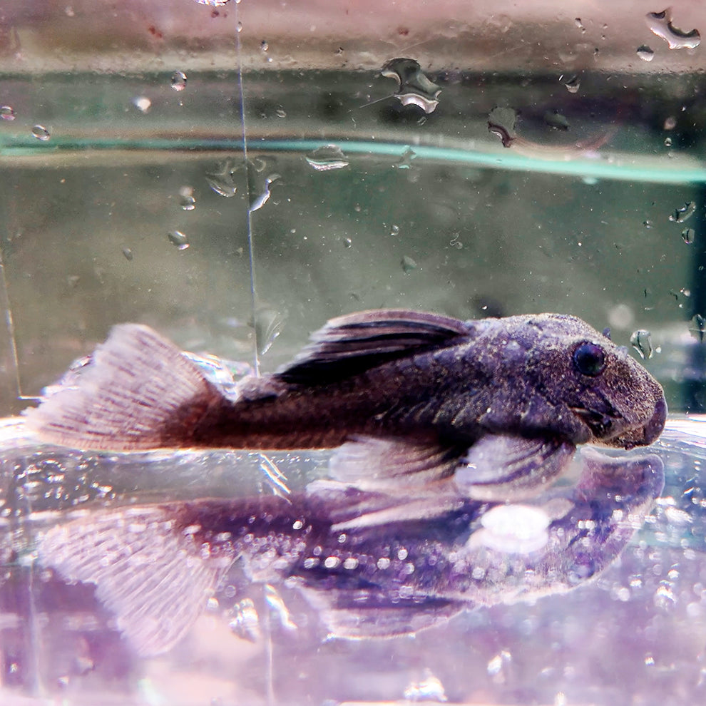 Baryancistrus begninni Pleco panaque azul L239 6-8cm