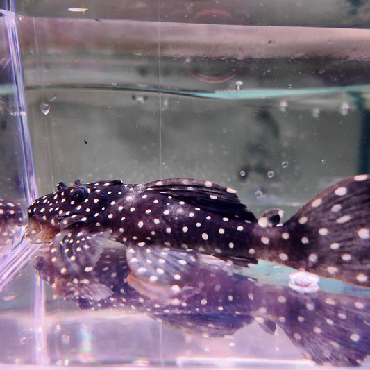 Leporacanthicus galaxias Pleco vampiro L240 8cm