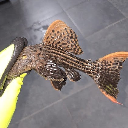 L25 Pseudacanthicus pirarara Iriri River talla 18-25cm | Hudson Crizanto