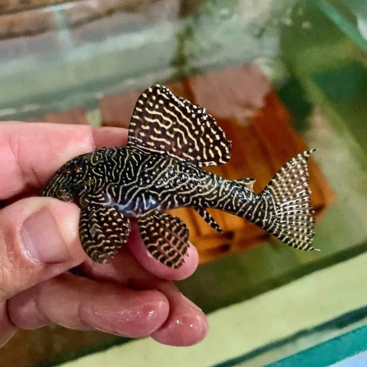 Hypancistrus sp. L260 6-9 cm Queen Arabesque Pleco - Hudson Crizanto