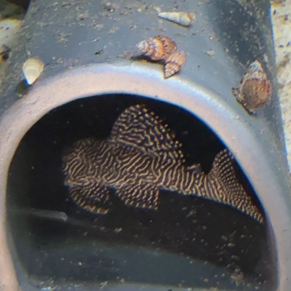 Hypancistrus sp. L260 6-9 cm Queen Arabesque Pleco - Hudson Crizanto