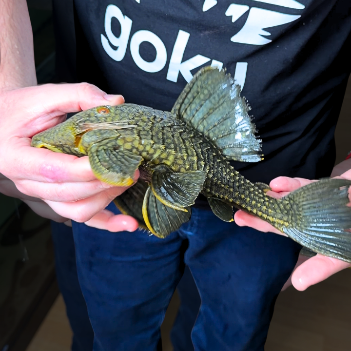 Panaque L 330 talla 29cm