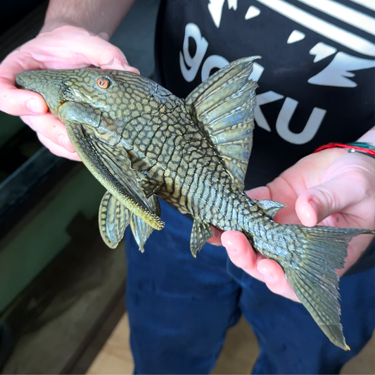 Panaque L 330 talla 34cm