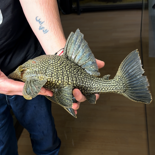 Panaque L 330 talla 40cm