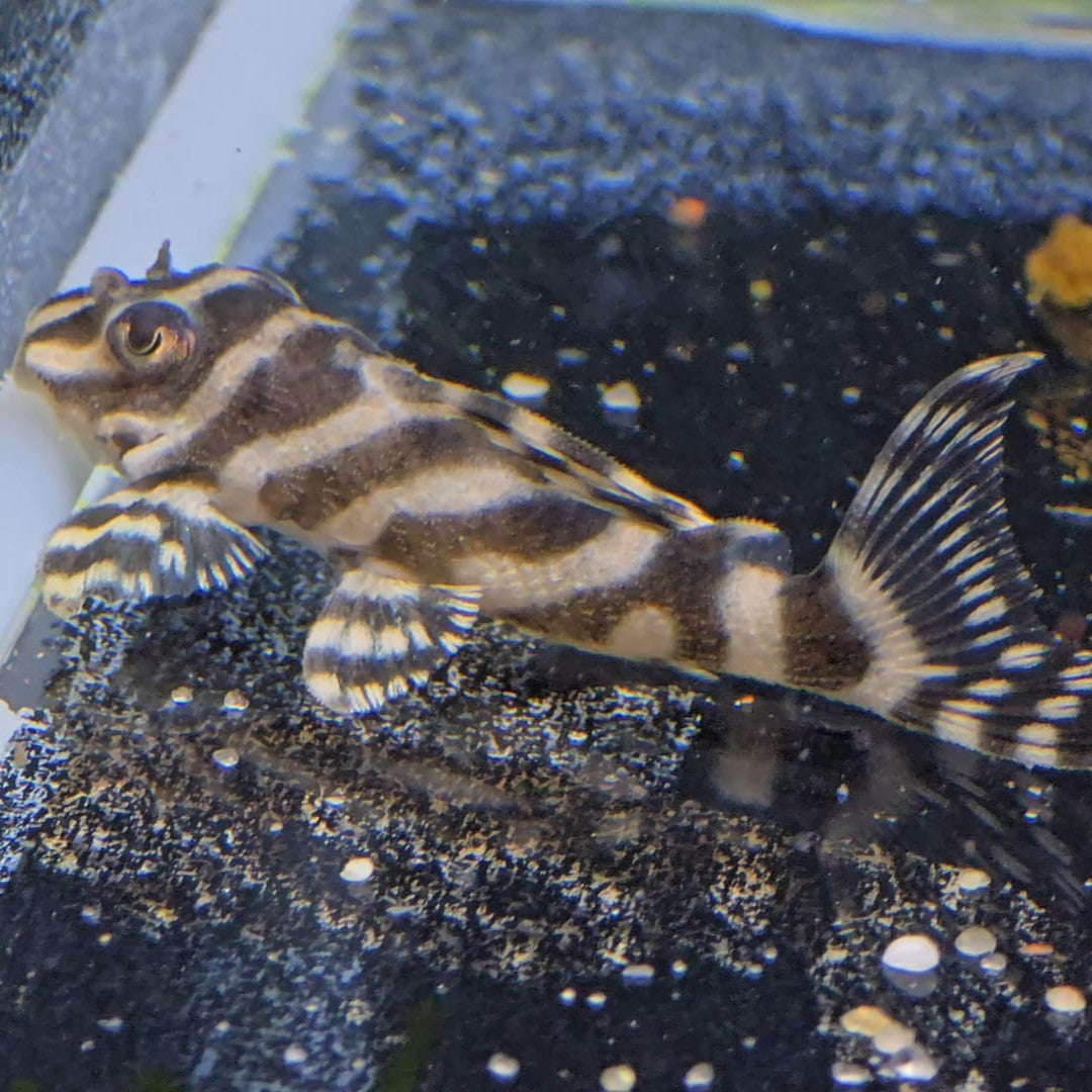 Hypancistrus sp. L333 - 4 cms