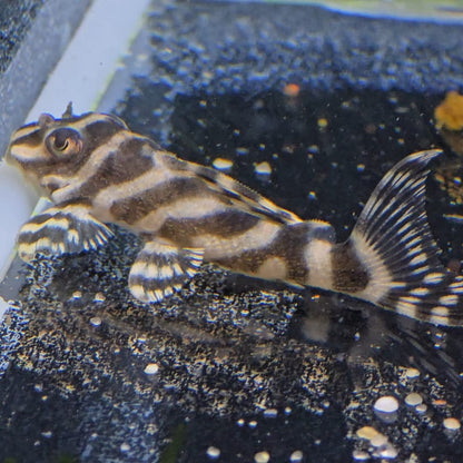 Hypancistrus sp. L333 - 4 cms