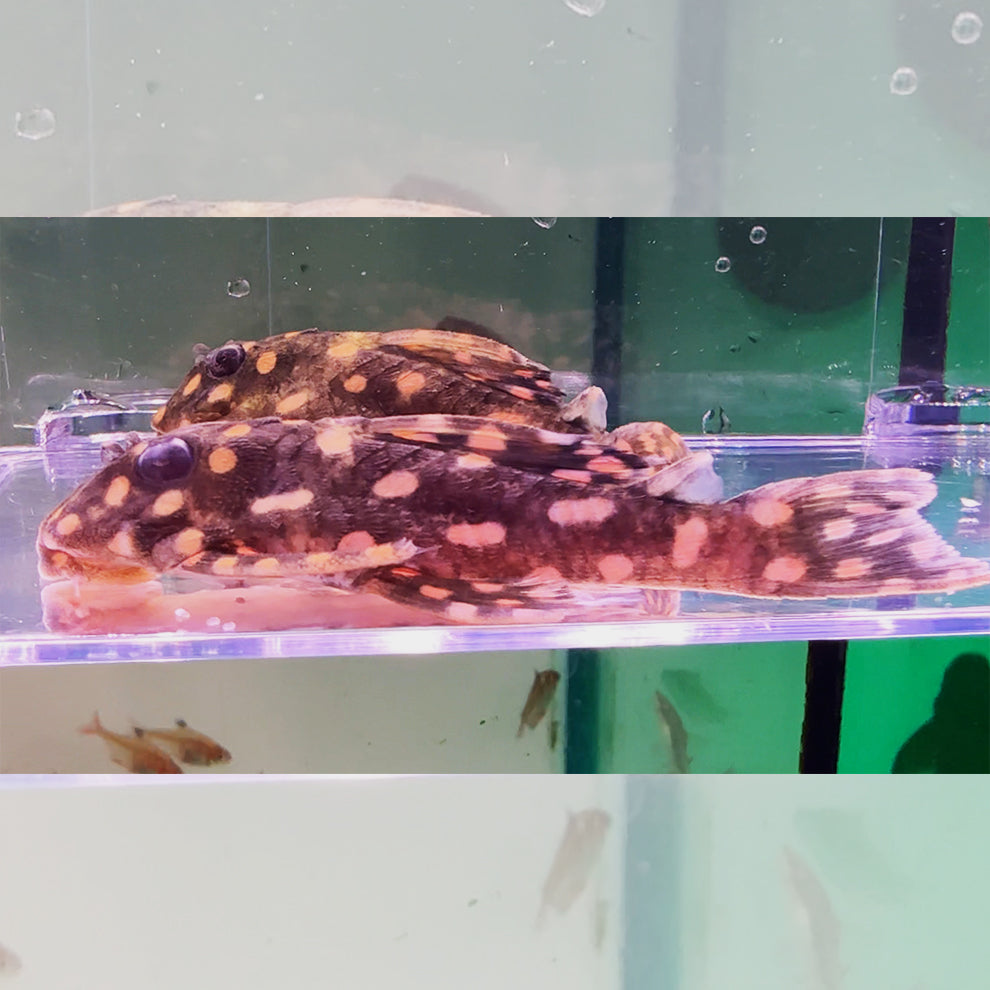 Hypancistrus sp. pleco punto grueso L471 14cm