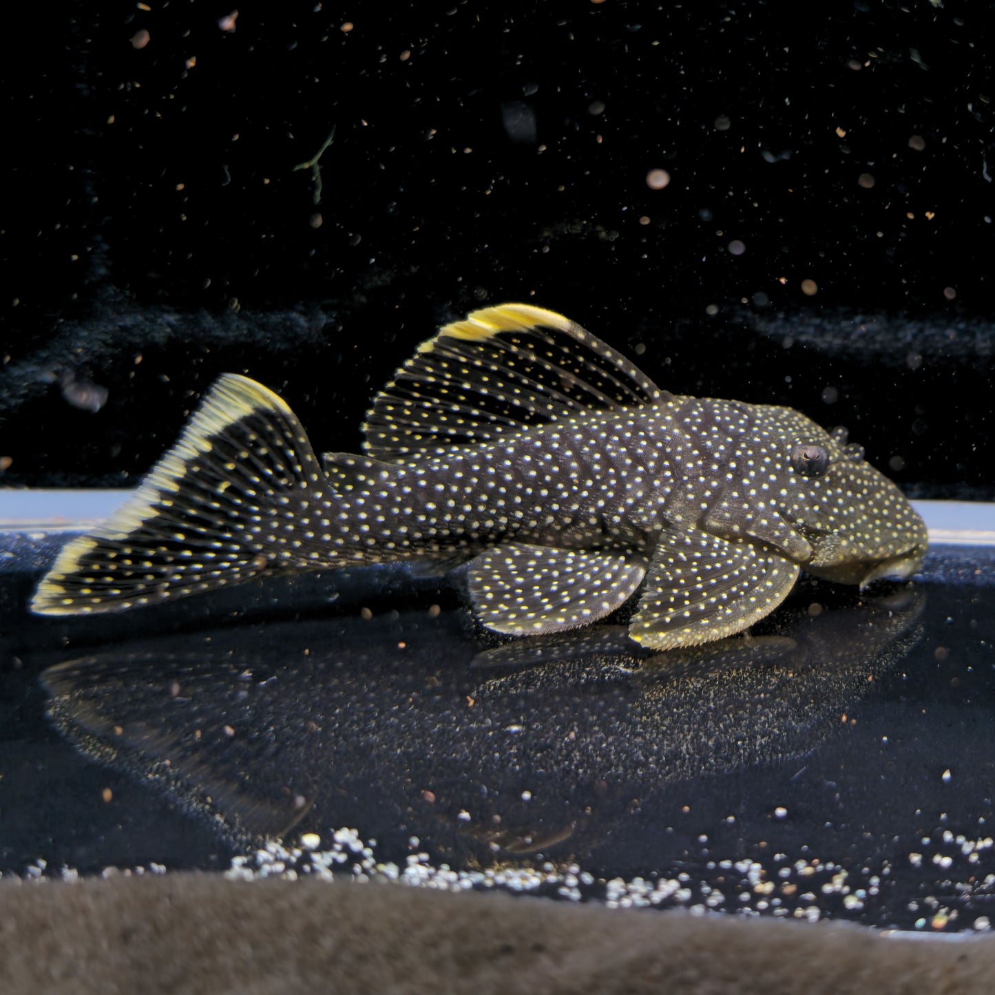 L81 Baryancis.sp.ORANGE-SEAM 9-12cm