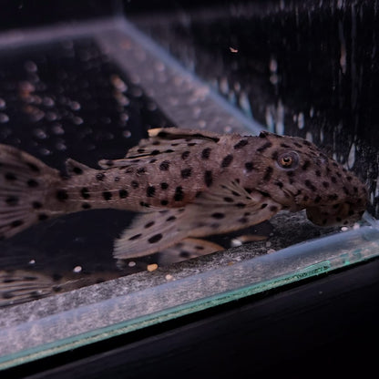 Leporacanthicus joselimae L264 8-11 cm – Hudson Crizanto