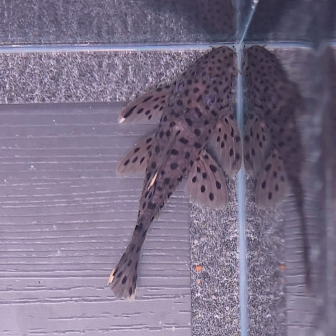 Leporacanthicus joselimae L264 8-11 cm – Hudson Crizanto