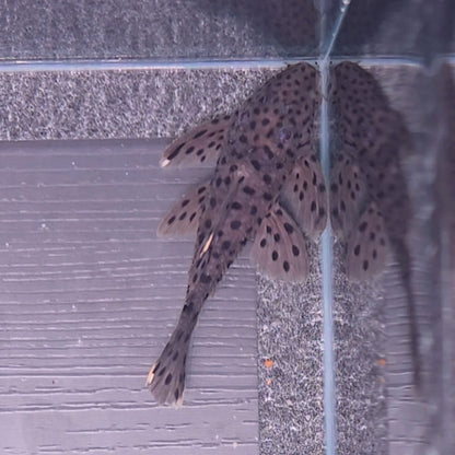 Leporacanthicus joselimae L264 8-11 cm – Hudson Crizanto