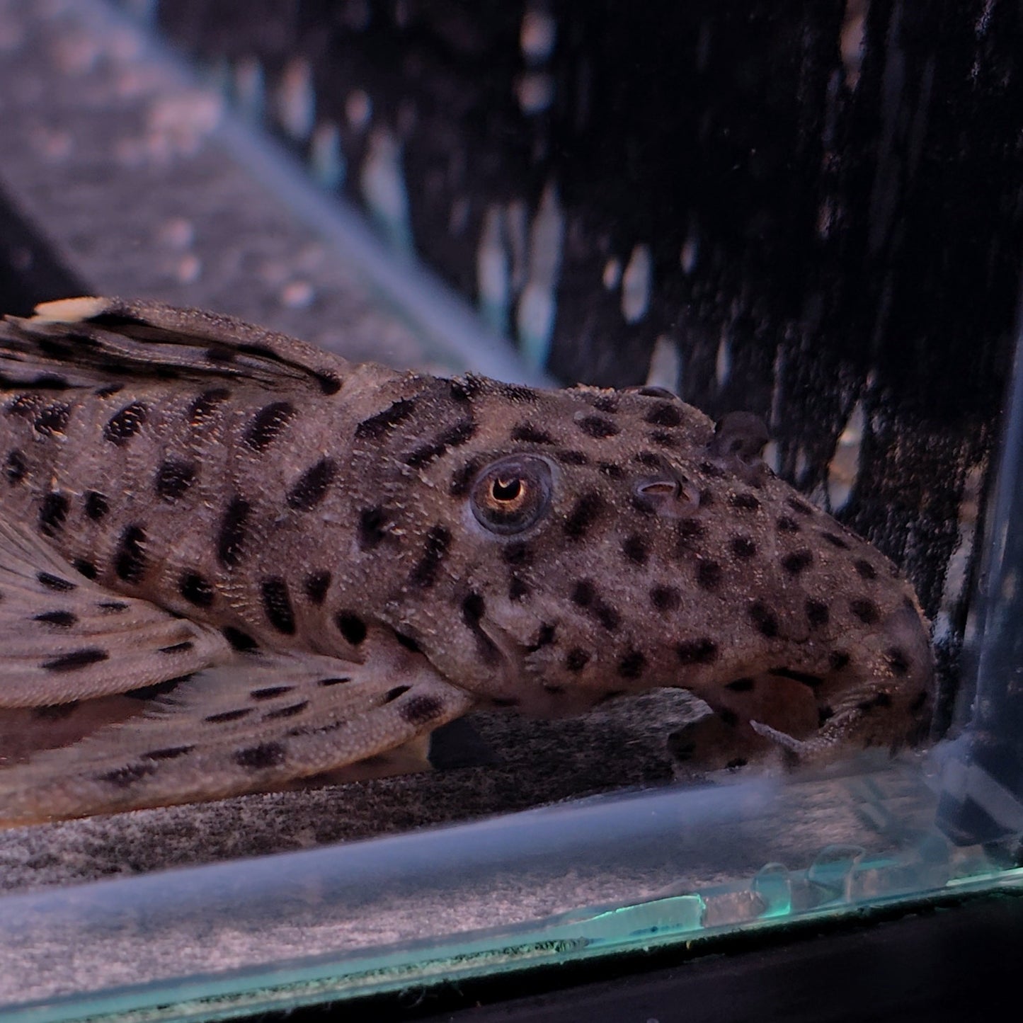 Leporacanthicus joselimae L264 8-11 cm – Hudson Crizanto