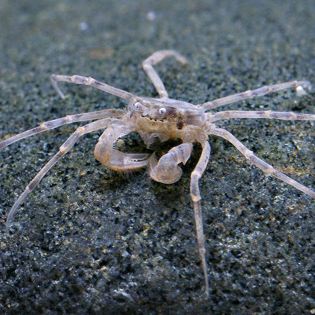 Limnopilos naiyanetri md-lg