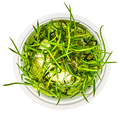 Littorella uniflora in vitro