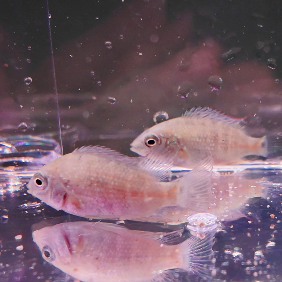 Mesoheros ornatus Cichlido ornatum azul 5cm