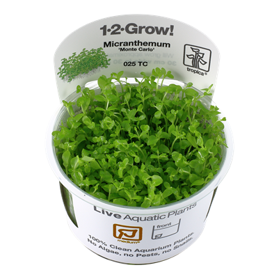 Micranthemum tweediei 'Monte Carlo' in vitro