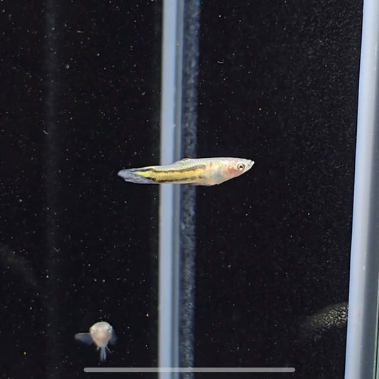 Micropoecilia parae melanzona yellow md