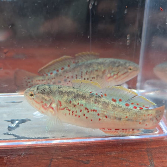 Morgunda adspersa Goby-Purple Spotted Gudgeon talla 4-5cm