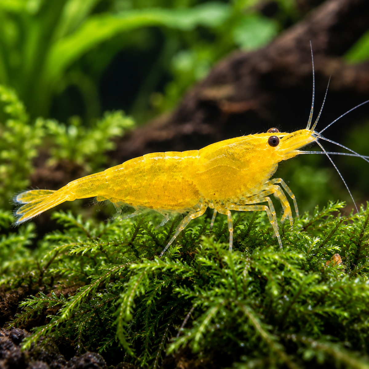 Neocaridina yellow talla 1,5-2cm