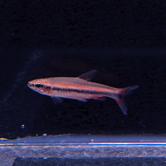 Nanostomus sp. New Red – Ceara State Area – Hudson Crizanto