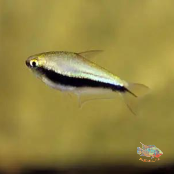 Nematobrycon palmeri | peces agua dulce